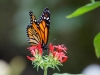 110130_butterfly_garden43