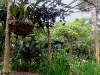 110130_butterfly_garden44