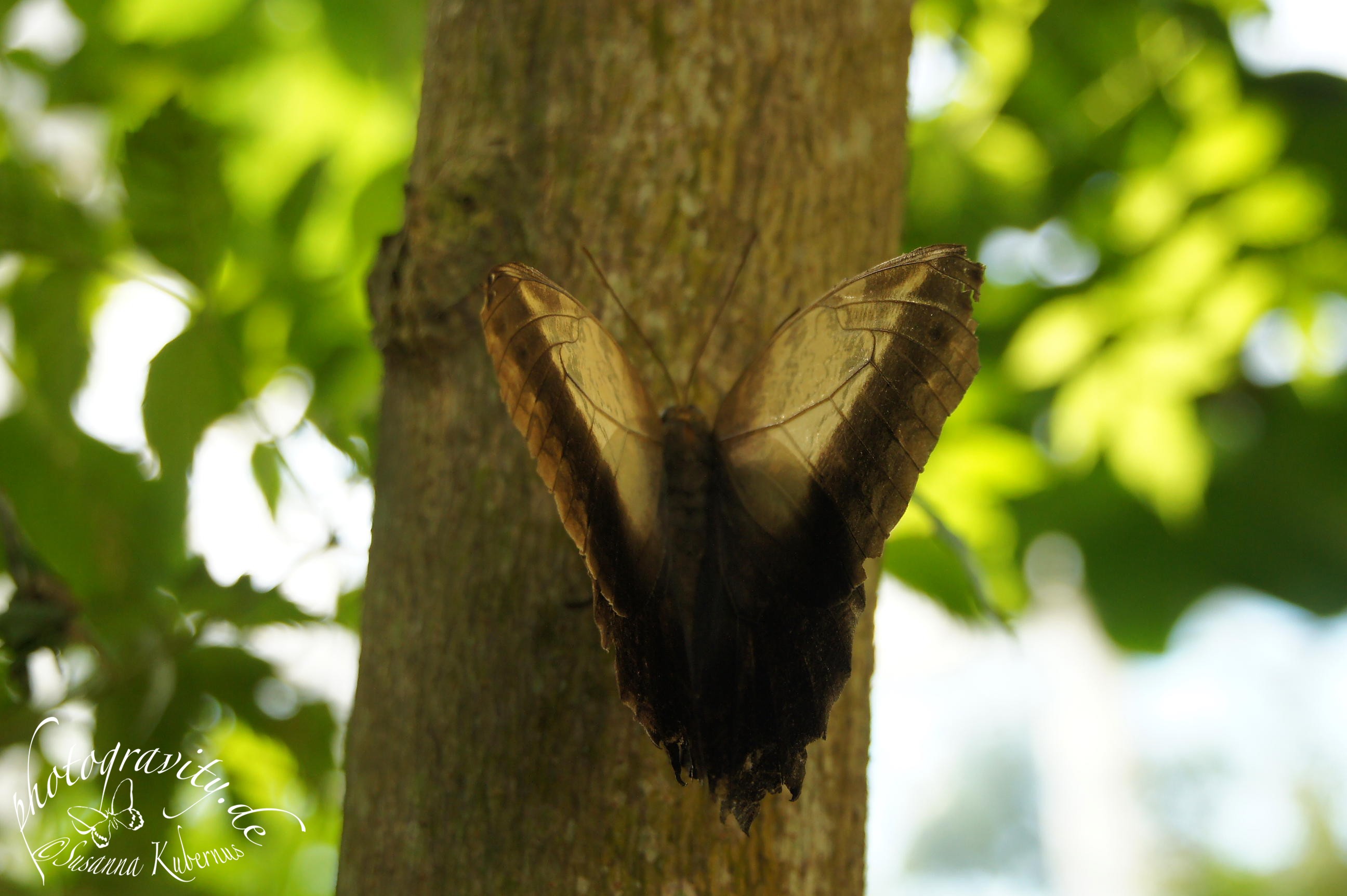 Photogravity Blog Archive Butterfly Garden Key West