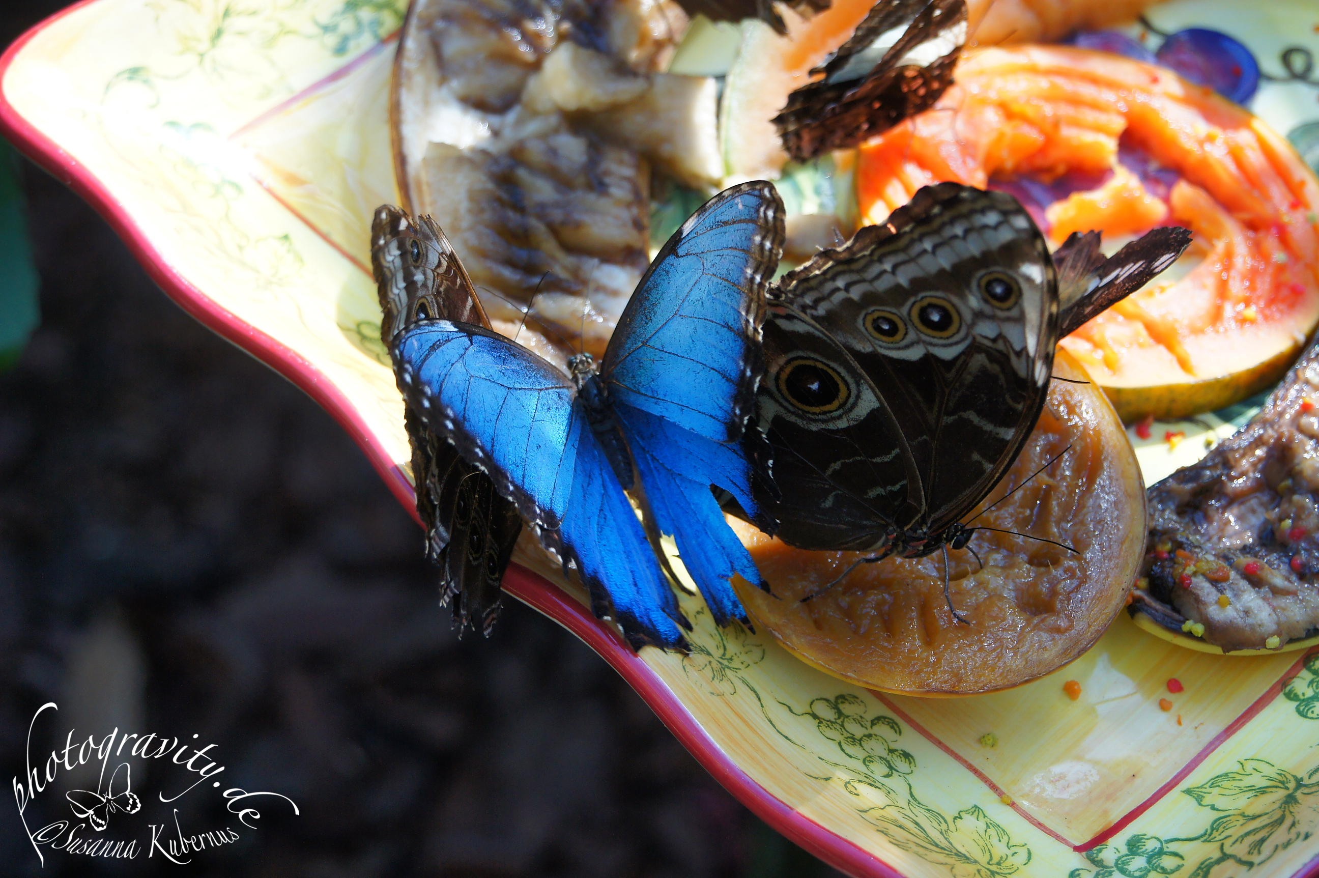 Photogravity Blog Archive Butterfly Garden Key West