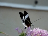 110205_butterflygarden_key_west09