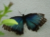 110205_butterflygarden_key_west11