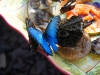 110205_butterflygarden_key_west12