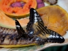110205_butterflygarden_key_west31