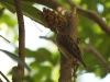 110205_butterflygarden_key_west32