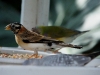 110205_butterflygarden_key_west34