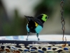 110205_butterflygarden_key_west35