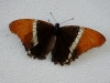 110205_butterflygarden_key_west41