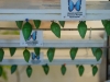 110205_butterflygarden_key_west42