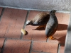 110205_butterflygarden_key_west43