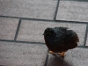 110205_butterflygarden_key_west44