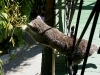 110207_hemingway_house06