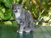 110207_hemingway_house08