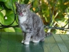 110207_hemingway_house09