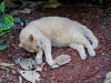 110207_hemingway_house19