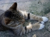 110207_hemingway_house22