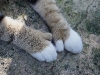 110207_hemingway_house23
