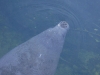 Florida Manatee