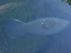 Florida Manatee