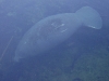 Florida Manatee