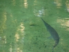 110209_blue_springs25