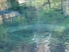 Florida Manatee