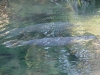 Florida Manatee