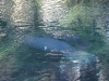 Florida Manatee