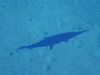 110209_blue_springs34
