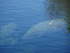 Florida Manatee