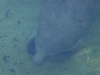Florida Manatee