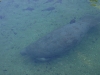 Florida Manatee