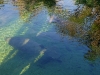 Florida Manatee