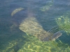 Florida Manatee