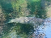 Florida Manatee