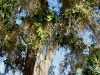 110209_blue_springs44