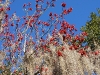 110209_blue_springs45