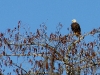 Bold eagle