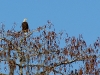 Bold eagle