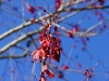 110209_senetor_tree13