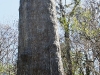 110209_senetor_tree15