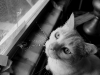 110211_ghost_cat05