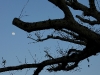 110215_ringling_park57