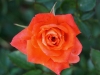 110215_rose_garden04