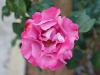 110215_rose_garden06