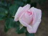 110215_rose_garden08