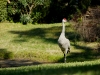 Sandhill Crane