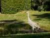 Sandhill Crane