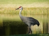 Sandhill Crane