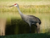 Sandhill Crane